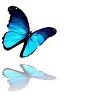 2 blauwe vlinders